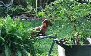 Becker The Dachsund
