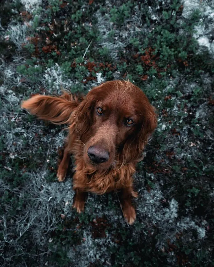 This Human And Dog Love Hiking Together In The Norwegian Wilderness, And Their Pics Are Absolutely Epic