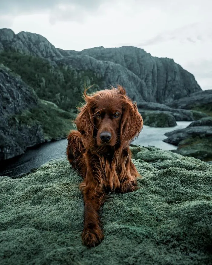 This Human And Dog Love Hiking Together In The Norwegian Wilderness, And Their Pics Are Absolutely Epic