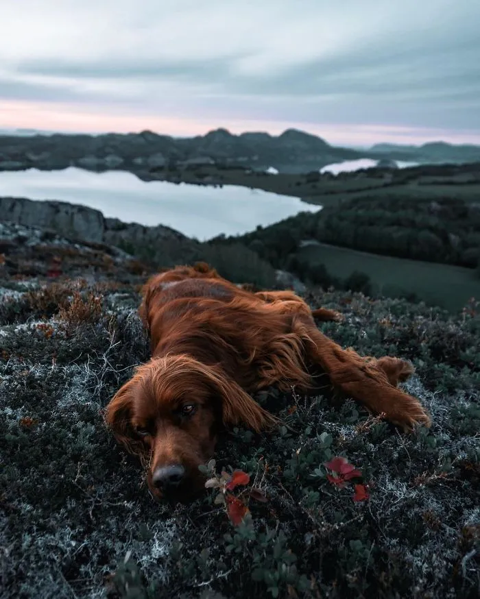 This Human And Dog Love Hiking Together In The Norwegian Wilderness, And Their Pics Are Absolutely Epic