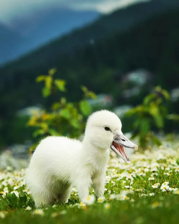 39 Unexpected Animal Hybrids That Would Be Hilarious In Real Life