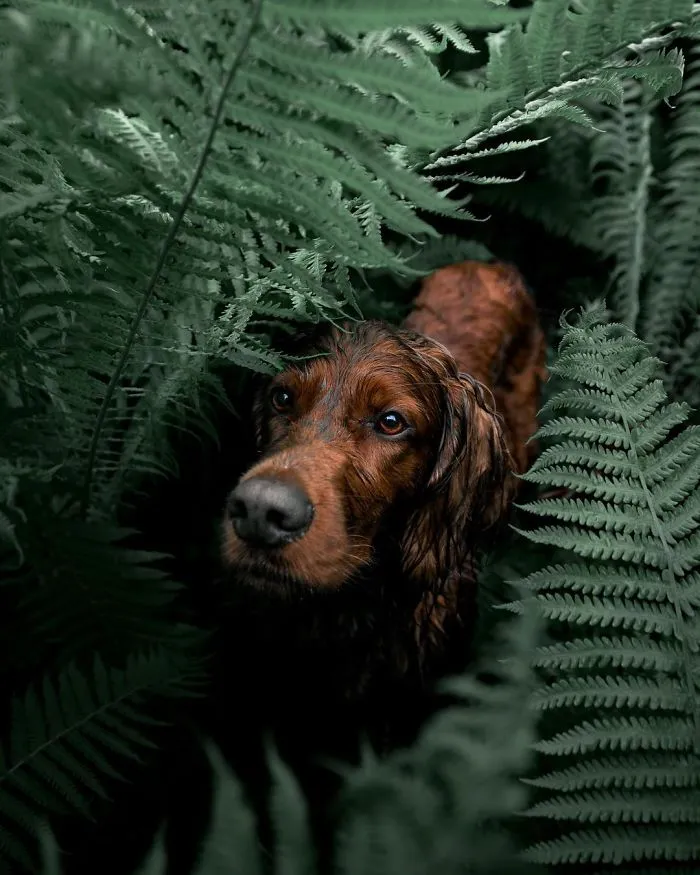 This Human And Dog Love Hiking Together In The Norwegian Wilderness, And Their Pics Are Absolutely Epic