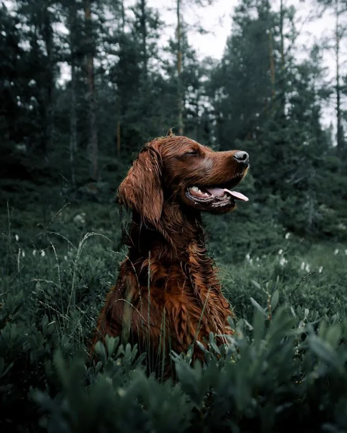This Human And Dog Love Hiking Together In The Norwegian Wilderness, And Their Pics Are Absolutely Epic