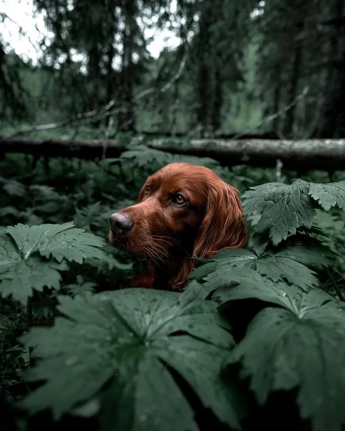 This Human And Dog Love Hiking Together In The Norwegian Wilderness, And Their Pics Are Absolutely Epic