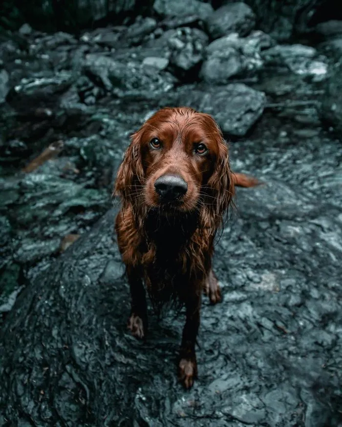 This Human And Dog Love Hiking Together In The Norwegian Wilderness, And Their Pics Are Absolutely Epic