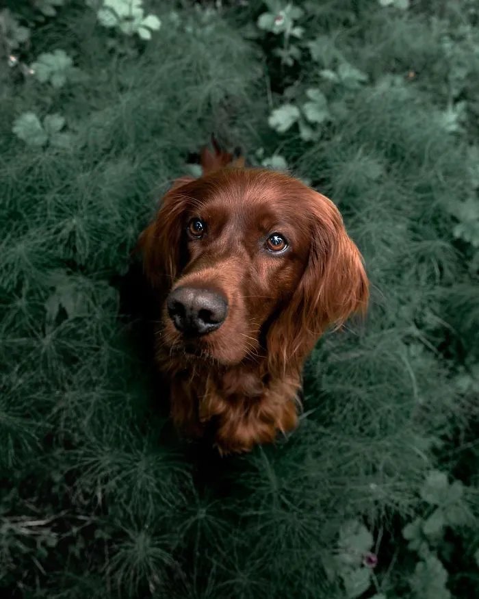 This Human And Dog Love Hiking Together In The Norwegian Wilderness, And Their Pics Are Absolutely Epic
