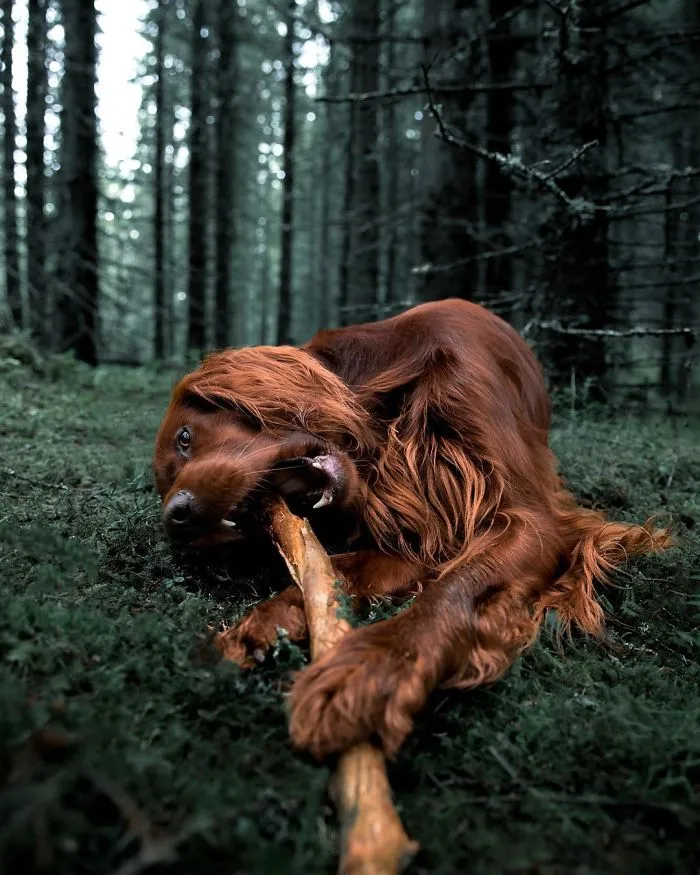 This Human And Dog Love Hiking Together In The Norwegian Wilderness, And Their Pics Are Absolutely Epic