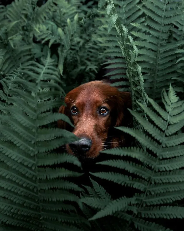 This Human And Dog Love Hiking Together In The Norwegian Wilderness, And Their Pics Are Absolutely Epic