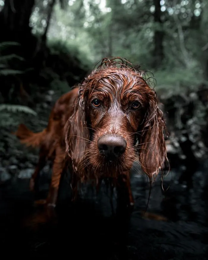 This Human And Dog Love Hiking Together In The Norwegian Wilderness, And Their Pics Are Absolutely Epic
