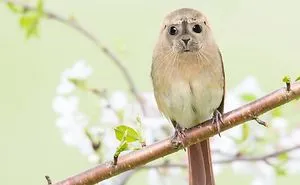 39 Unexpected Animal Hybrids That Would Be Hilarious In Real Life