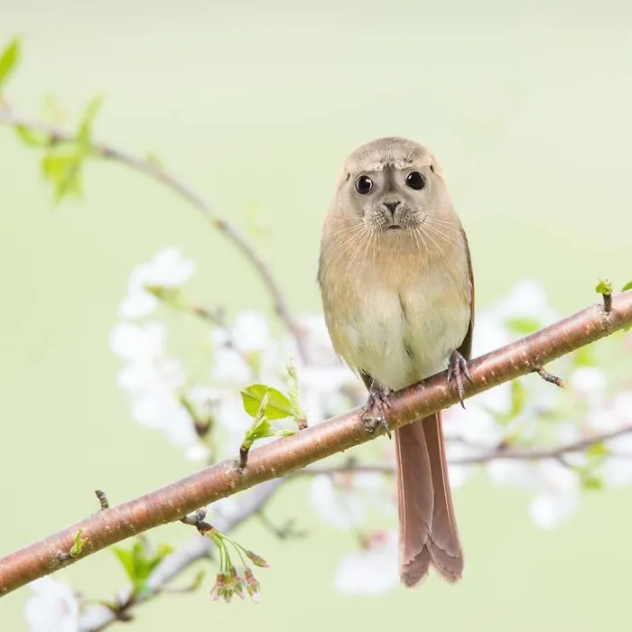 39 Unexpected Animal Hybrids That Would Be Hilarious In Real Life