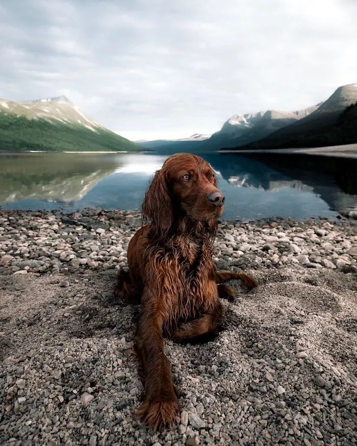 This Human And Dog Love Hiking Together In The Norwegian Wilderness, And Their Pics Are Absolutely Epic