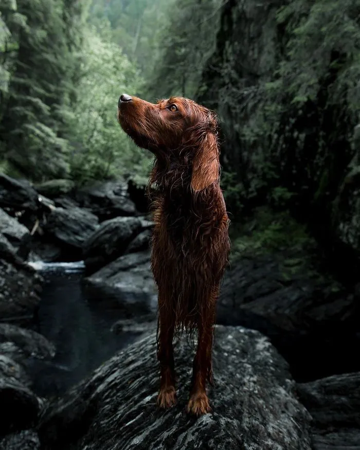 This Human And Dog Love Hiking Together In The Norwegian Wilderness, And Their Pics Are Absolutely Epic