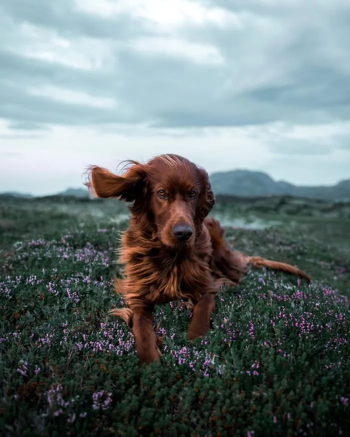 This Human And Dog Love Hiking Together In The Norwegian Wilderness, And Their Pics Are Absolutely Epic