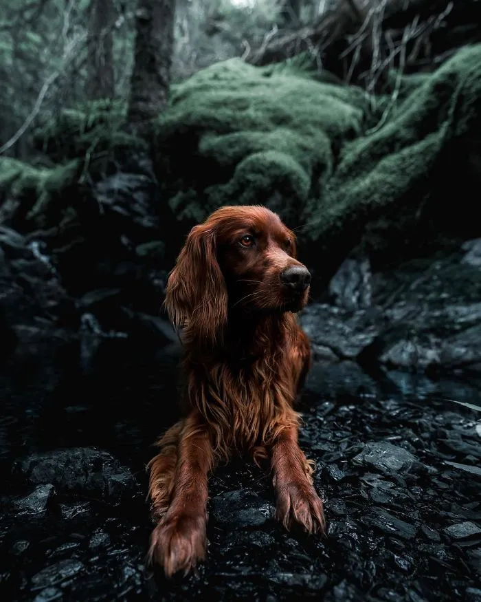 This Human And Dog Love Hiking Together In The Norwegian Wilderness, And Their Pics Are Absolutely Epic