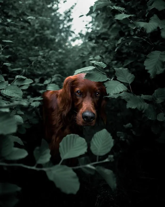 This Human And Dog Love Hiking Together In The Norwegian Wilderness, And Their Pics Are Absolutely Epic