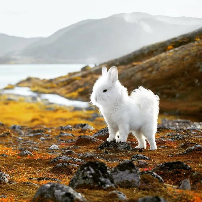39 Unexpected Animal Hybrids That Would Be Hilarious In Real Life