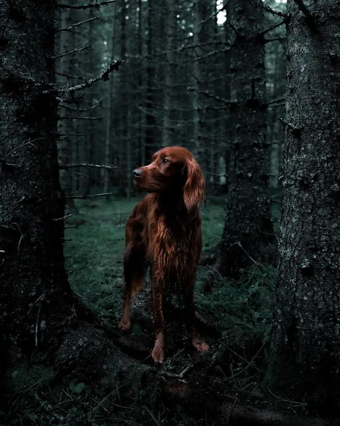 This Human And Dog Love Hiking Together In The Norwegian Wilderness, And Their Pics Are Absolutely Epic
