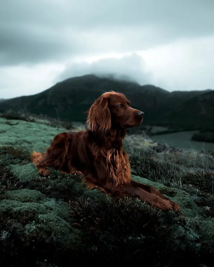 This Human And Dog Love Hiking Together In The Norwegian Wilderness, And Their Pics Are Absolutely Epic
