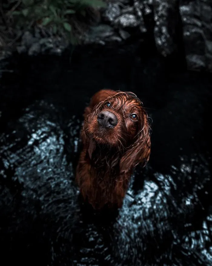 This Human And Dog Love Hiking Together In The Norwegian Wilderness, And Their Pics Are Absolutely Epic