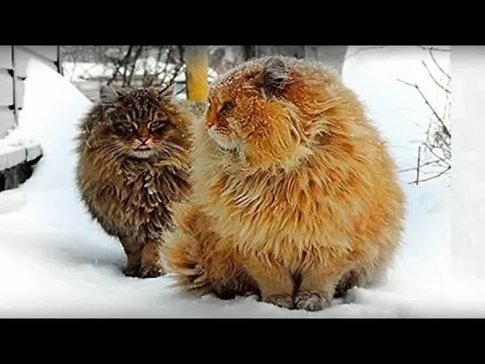 Siberian Farm Cats - Pooh And Tyoma