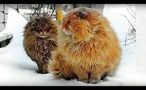 Siberian Farm Cats - Pooh And Tyoma
