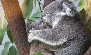 Koala Cub Makes Public Debut Accompanied By Parents
