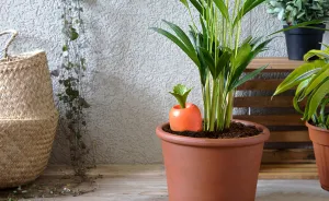 We Designed A Product That Will Water Your Plants While You're Away!