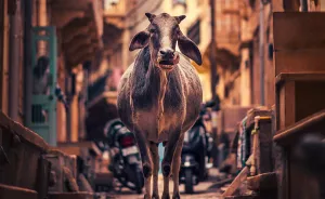 My 30 Photos Capture The Quiet Side Of City Life In The Narrow Streets Of South Asia