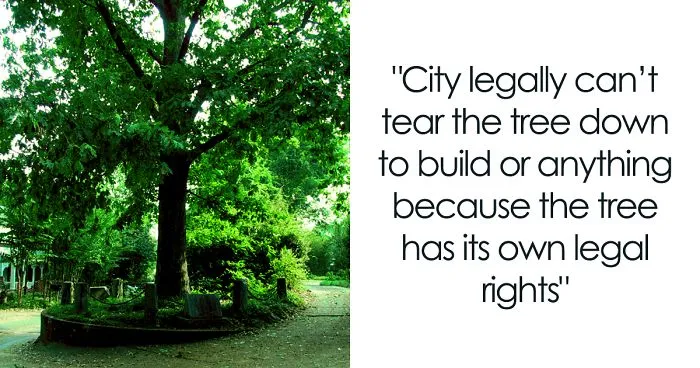 This City Granted The Right For This Tree To Own Itself And It's Brilliant
