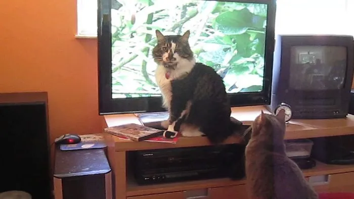 Ryan & Jelly Fighting Over The Tv