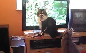 Ryan & Jelly Fighting Over The Tv