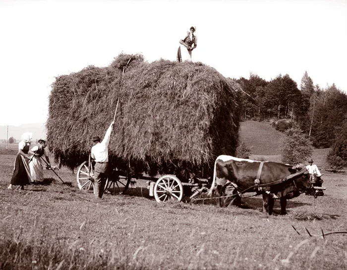 Haying With Oxen, Austria