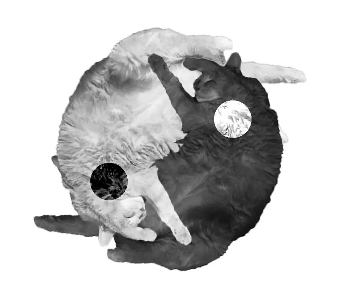 Yin And Yang