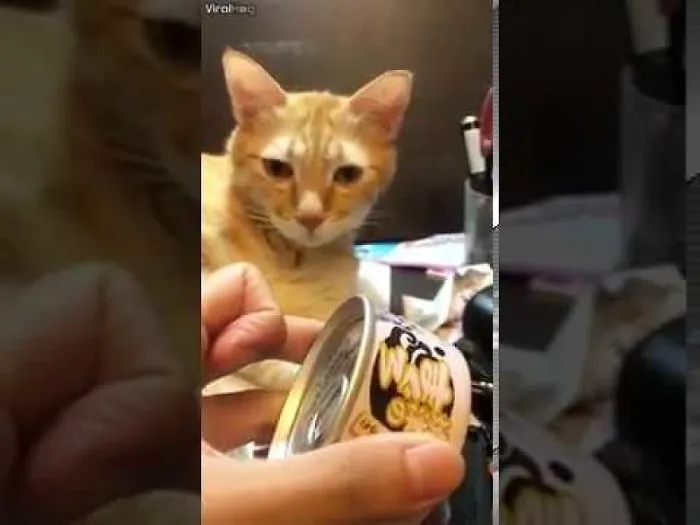 Orange Is The New Cat: 5 Ginger Cats We Truly Appreciate