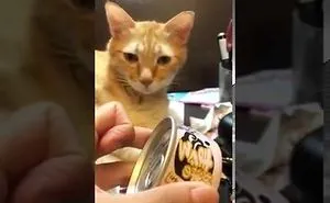 Orange Is The New Cat: 5 Ginger Cats We Truly Appreciate