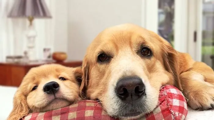 Mother Dog Protects Puppies Compilation