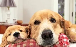 Mother Dog Protects Puppies Compilation