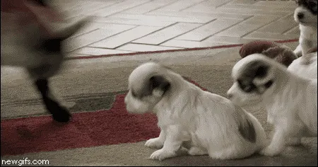 When Your Goat Hits You’re Puppy