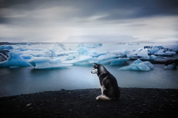 Adventurous Dogs In Breathtaking Landscapes: I Photographed Four-Legged Models In Norway, Iceland And Alaska (30 Pics)