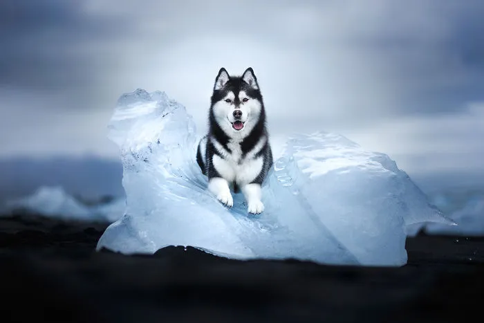 Adventurous Dogs In Breathtaking Landscapes: I Photographed Four-Legged Models In Norway, Iceland And Alaska (30 Pics)