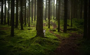 Adventurous Dogs In Breathtaking Landscapes: I Photographed Four-Legged Models In Norway, Iceland And Alaska (30 Pics)