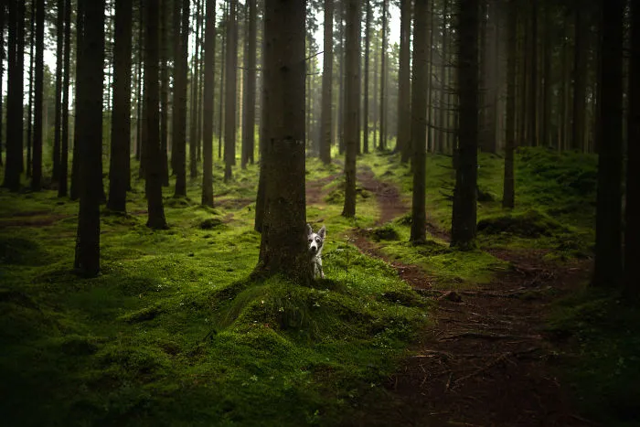 Adventurous Dogs In Breathtaking Landscapes: I Photographed Four-Legged Models In Norway, Iceland And Alaska (30 Pics)