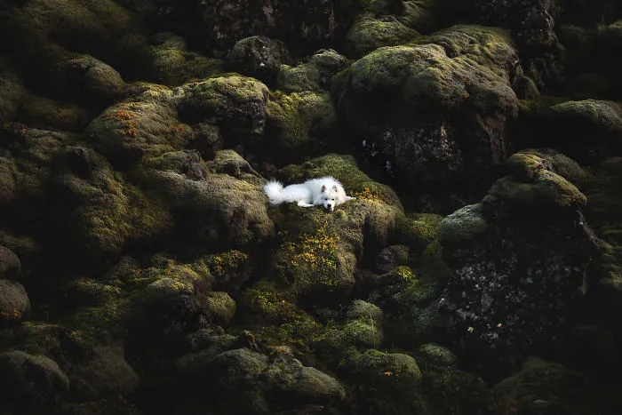 Adventurous Dogs In Breathtaking Landscapes: I Photographed Four-Legged Models In Norway, Iceland And Alaska (30 Pics)