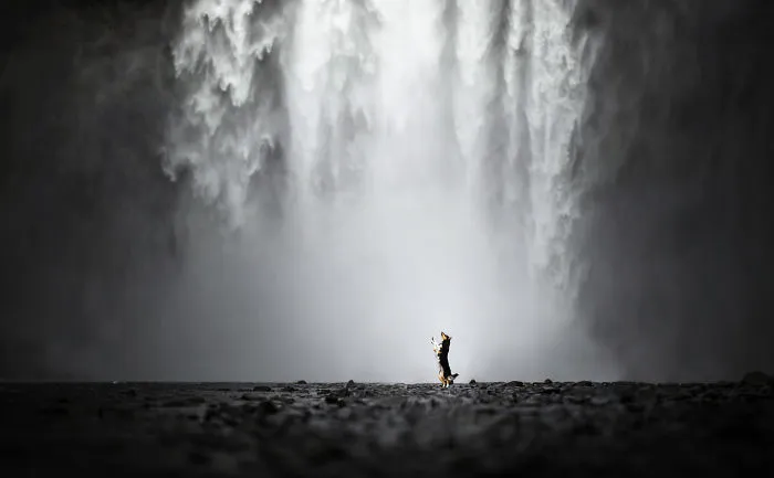 Adventurous Dogs In Breathtaking Landscapes: I Photographed Four-Legged Models In Norway, Iceland And Alaska (30 Pics)