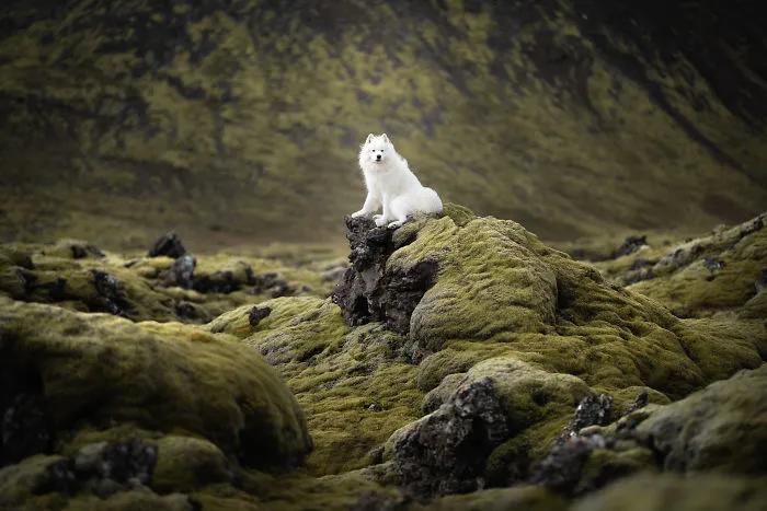 Adventurous Dogs In Breathtaking Landscapes: I Photographed Four-Legged Models In Norway, Iceland And Alaska (30 Pics)