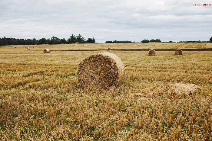 Farming Field In Cesis