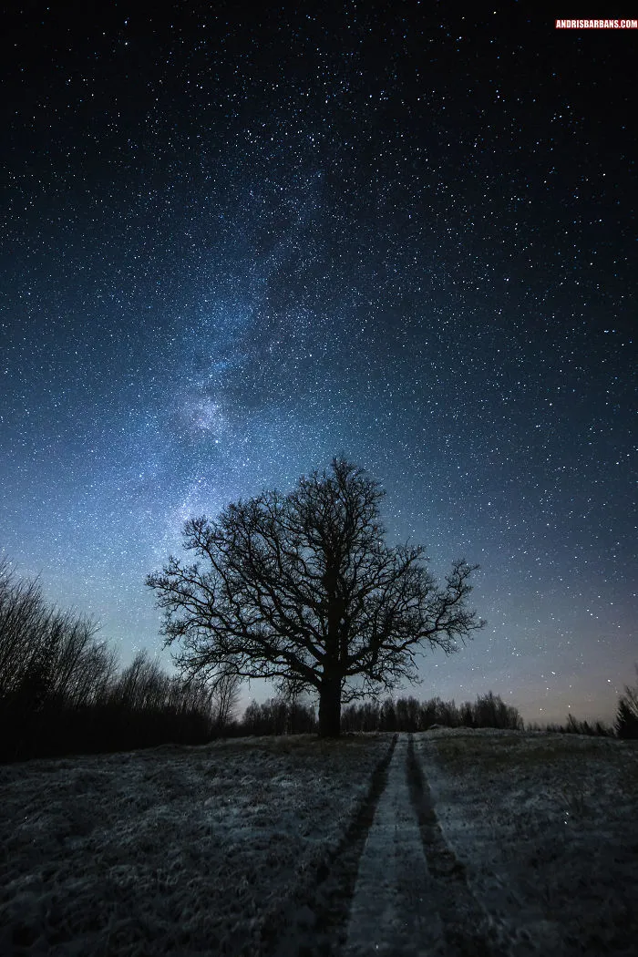 Tree In Zaube, Latvia