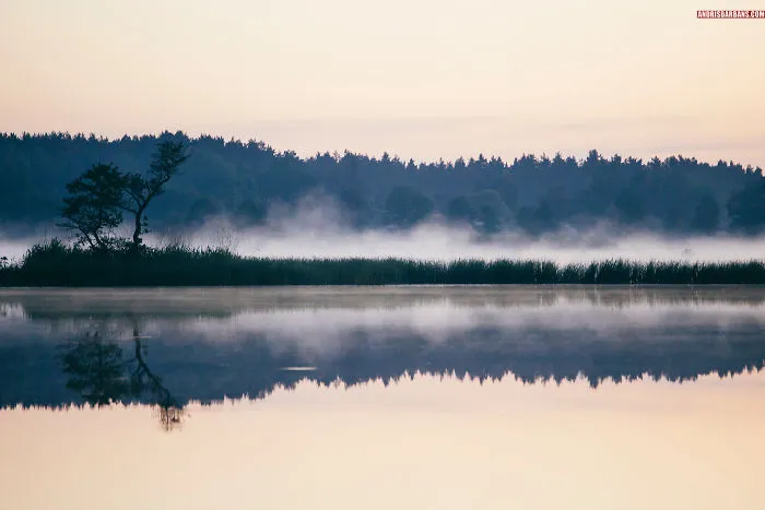 Forest Lake In Sloka
