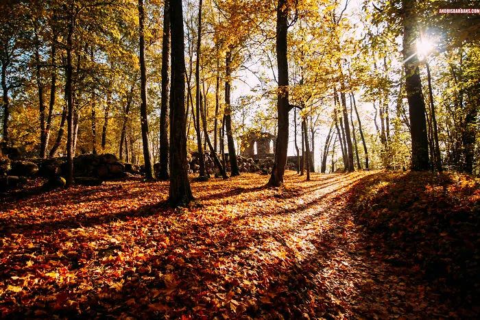 Castle Ruins In Sigulda